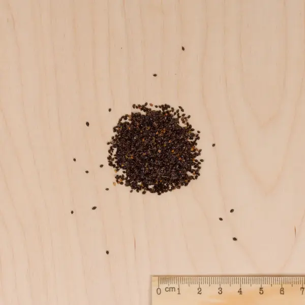 Potagères - Oseille Large de Belleville - Légumes d'Autrefois - MEDIA_3D